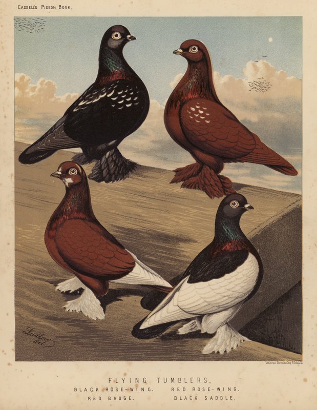 Duvor: Flygande tumlare, Black Rose-Wing, Red Rose-Wing, Red Badge, Black Sadel (färg litho) av J. W. (after) Ludlow