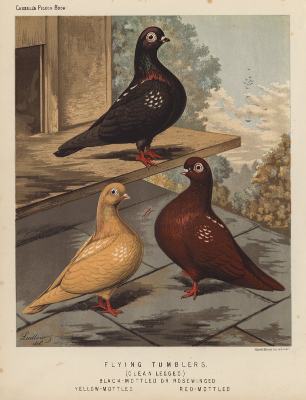 Duvor: Flygande tumlare, rena ben, svartfläckiga eller rosenvingade, gulfläckiga, rödfläckiga (färg litho) av J. W. (after) Ludlow