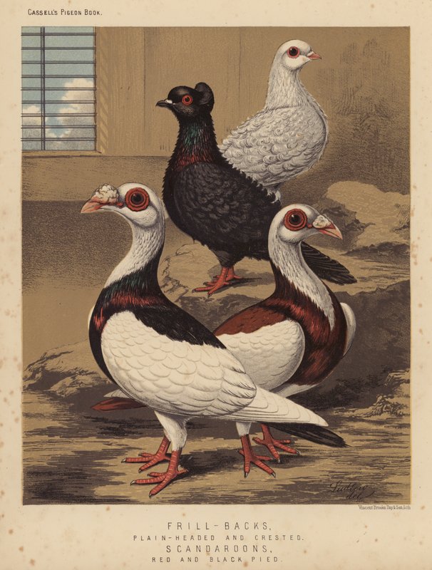 Duvor: Ryggar med volang, släthuvade och krönade; Scandaroons, Red and Black Pied (färg litho) av J. W. (after) Ludlow