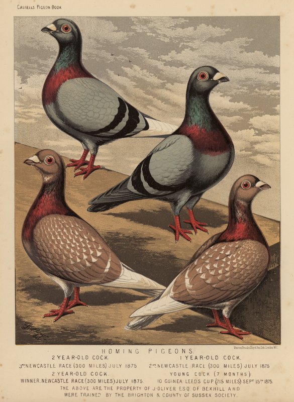 Pigeons: Homing Pigeons (färg litho) av J. W. (after) Ludlow