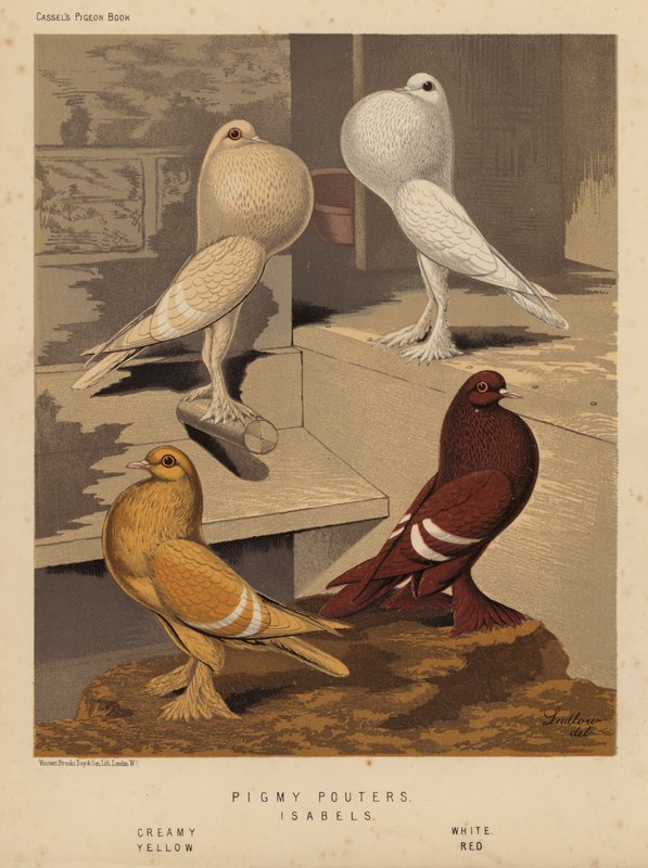 Duvor: Pigmy Pouters; Isabels, Krämig, Vit, Gul, Röd (färg litho) av J. W. (after) Ludlow