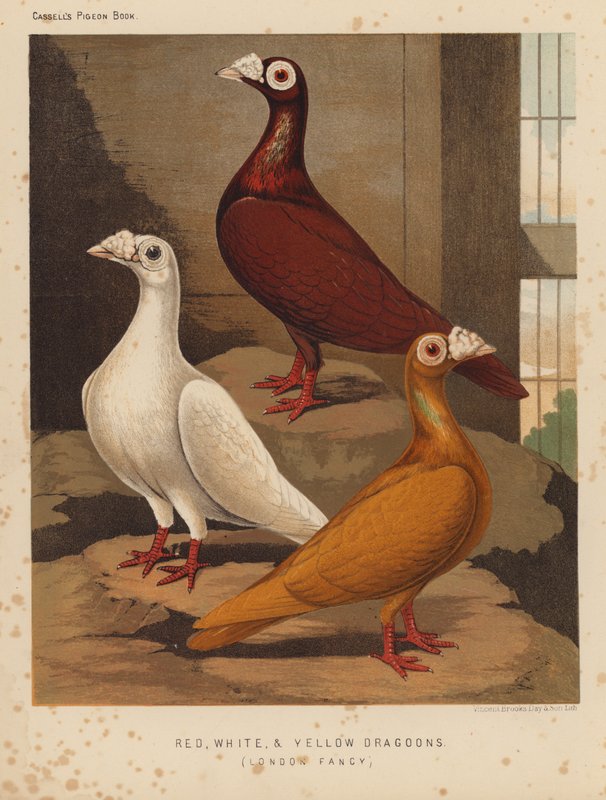 Duvor: Röda, vita och gula dragoner, London Fancy (färg litho) av J. W. (after) Ludlow