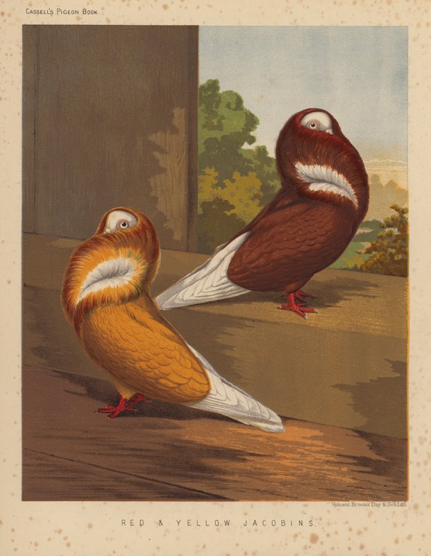 Duvor: Röda och gula jakobiner (färg litho) av J. W. (after) Ludlow