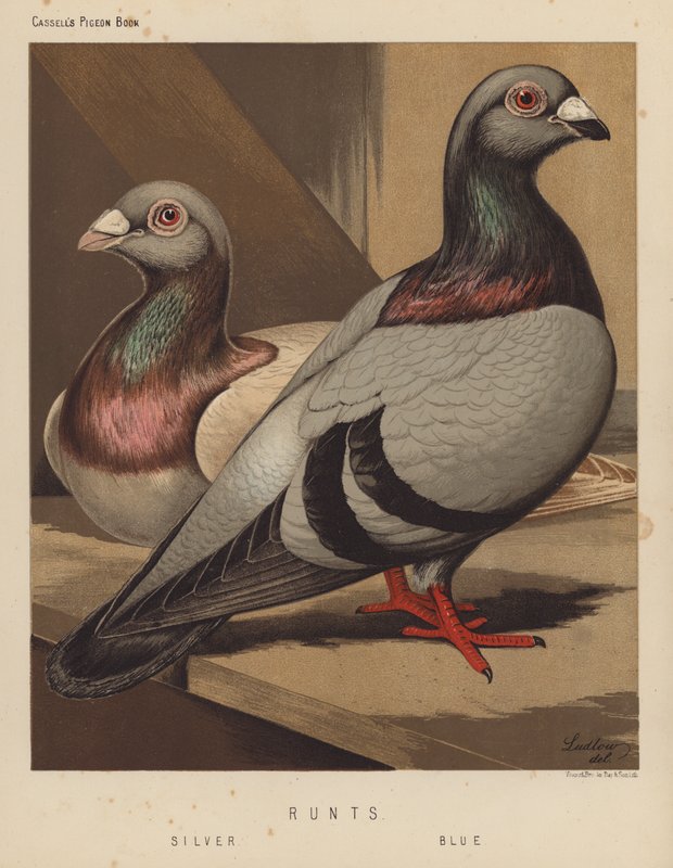 Duvor: Runts, Silver, Blue (färg litho) av J. W. (after) Ludlow