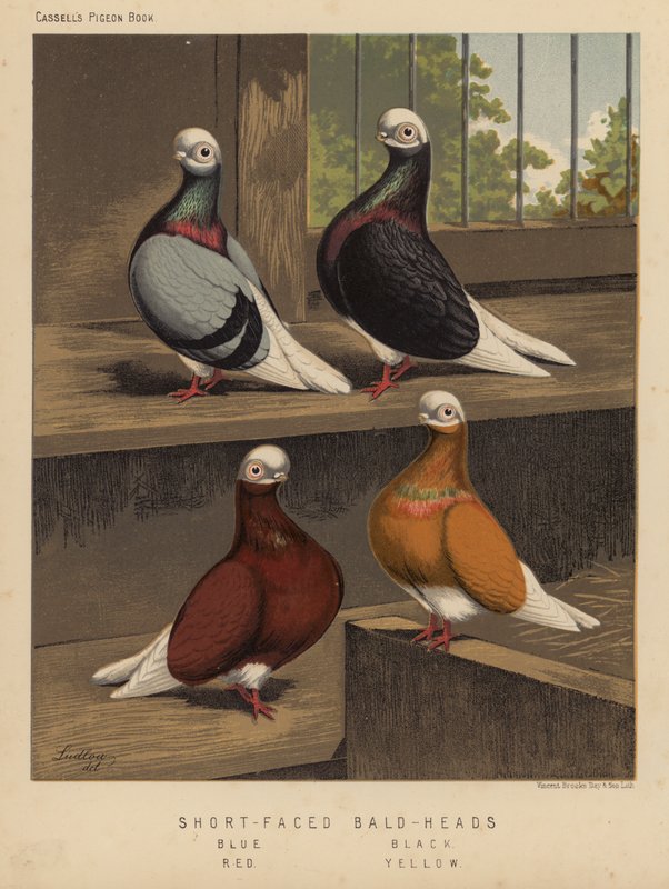 Duvor: Skalliga huvuden med kort ansikte, blå, svart, röd, gul (färg litho) av J. W. (after) Ludlow