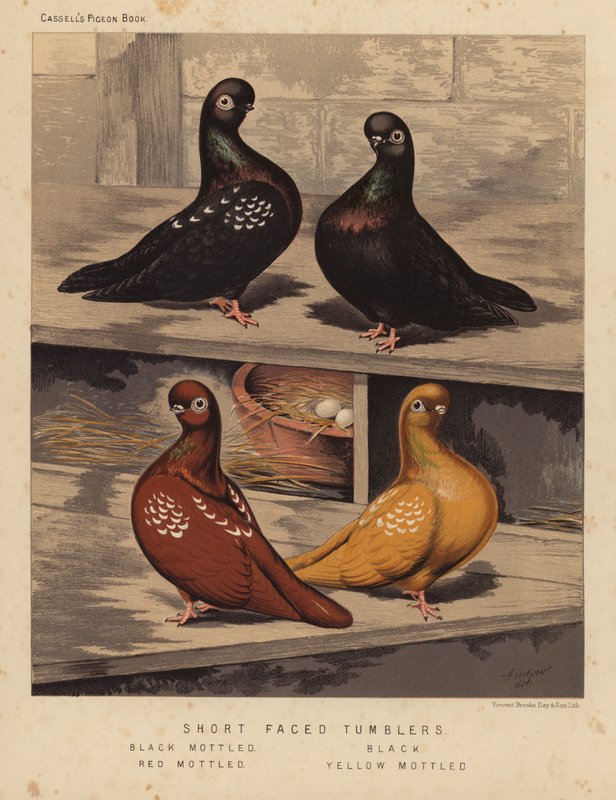 Duvor: Tumbler med kort ansikte, svart fläckig, svart, röd fläckig, gul fläckig (färg litho) av J. W. (after) Ludlow