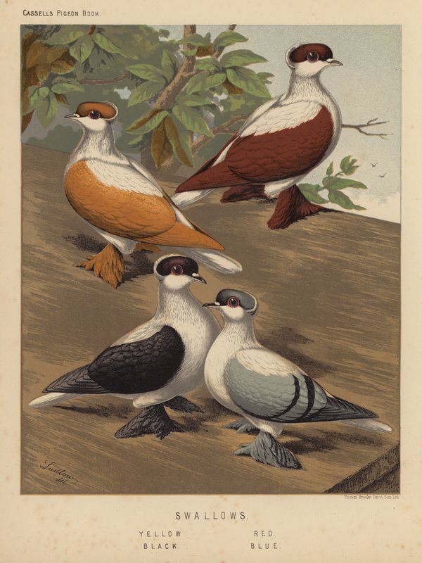Duvor: Svalor, gul, röd, svart, blå (färg litho) av J. W. (after) Ludlow