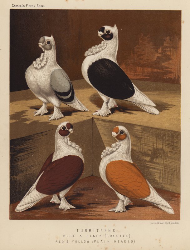 Duvor: Turbiteens, blå och svarta, krönade, röda och gula, släthåriga (färg litho) av J. W. (after) Ludlow
