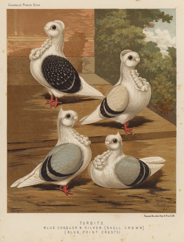 Duvor: Turbits, Blue Checker and Silver, Shell Crown, Blue, Point Crests (color litho) av J. W. (after) Ludlow
