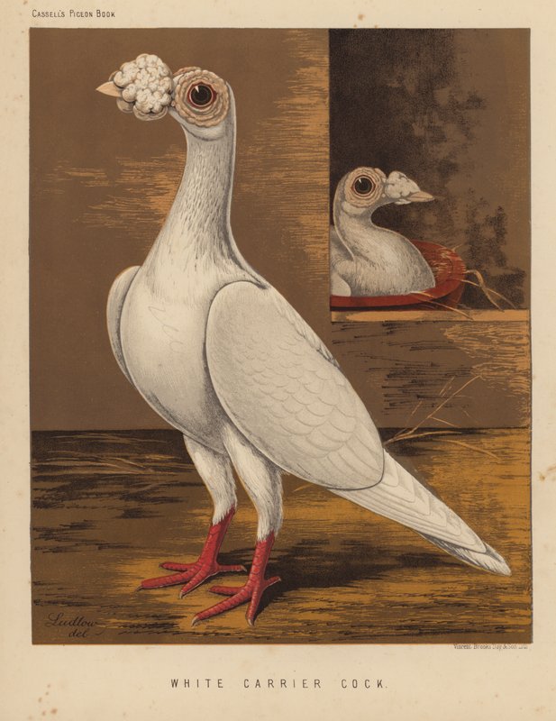 Duvor: White Carrier Cock (färg litho) av J. W. (after) Ludlow