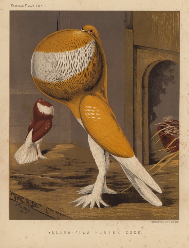 Duvor: Yellow-Pied Pouter Cock (färg litho) av J. W. (after) Ludlow