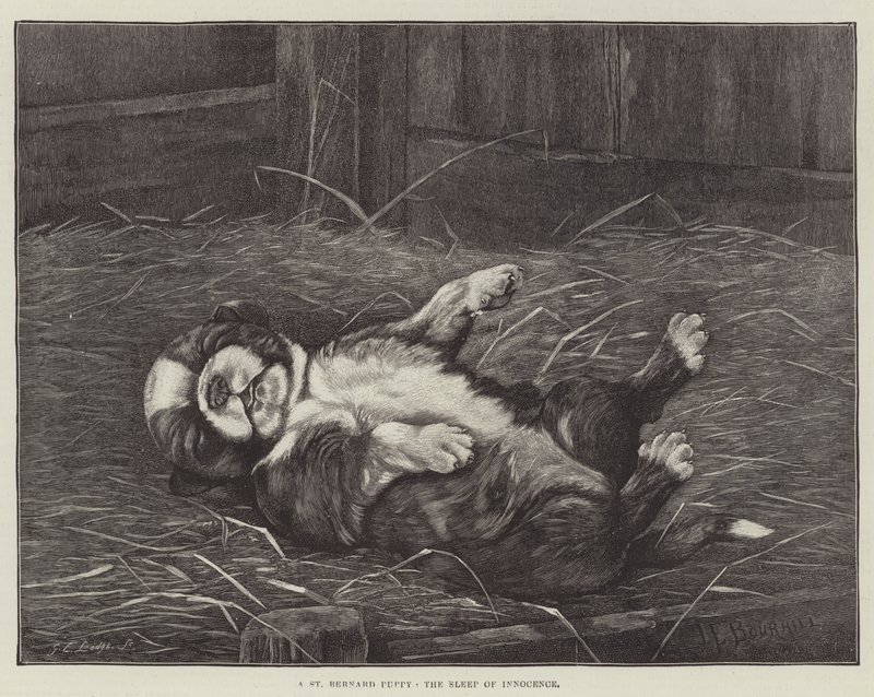 En Bernhardinervalp, oskuldens sömn av James E. Bourhill