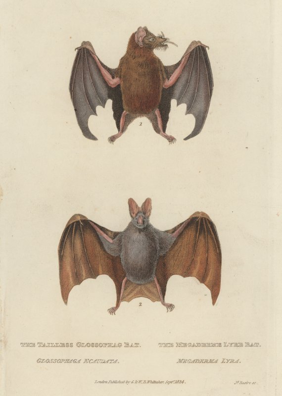 Tailless Glossophag Bat och Megaderme Lyre Bat (färgad gravyr) av James (after) Basire