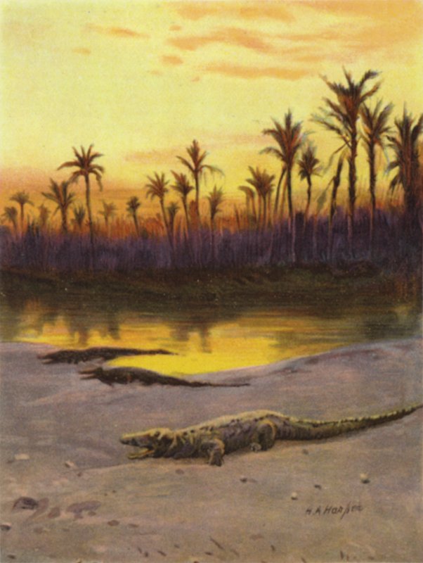 Krokodil (solnedgång) på stranden av övre Nilen (färg litho) av James (after) Clark