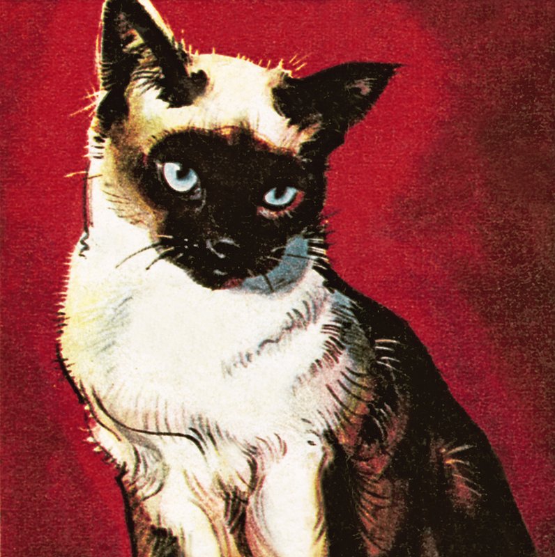 Siamesisk katt av James Edwin McConnell