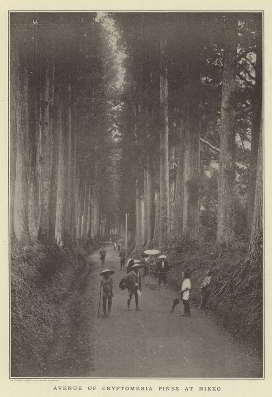 Avenue of Cryptomeria tallar vid Nikko av Japanese Photographer