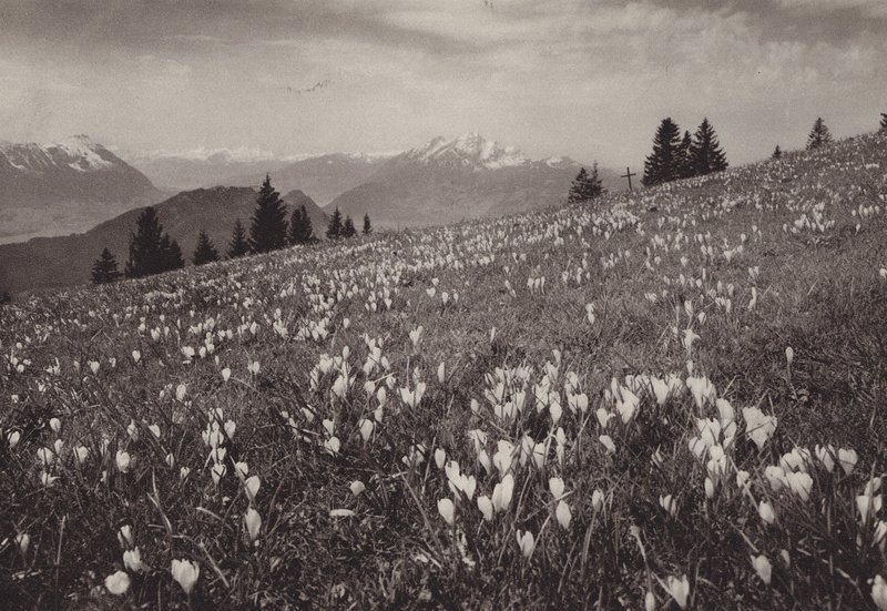 Rigi Kaltbad, Fruhling (s/v foto) av Jean Gaberell