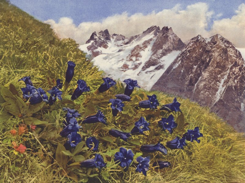 Schweiz: Gentian (färgfoto) av Jean Gaberell