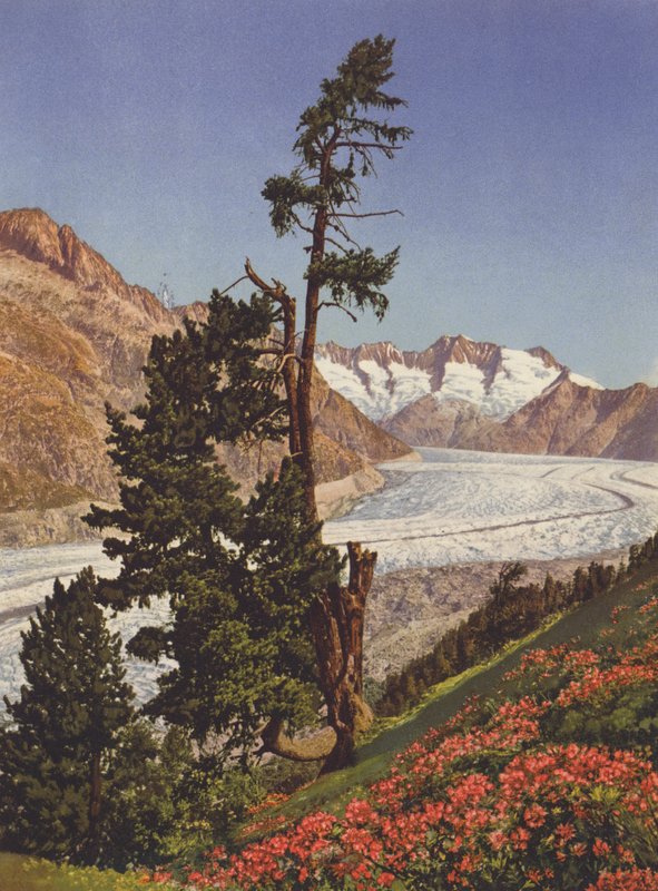 Schweiz: Utsikt över Aletschglaciären och Fiescherhorner av Jean Gaberell
