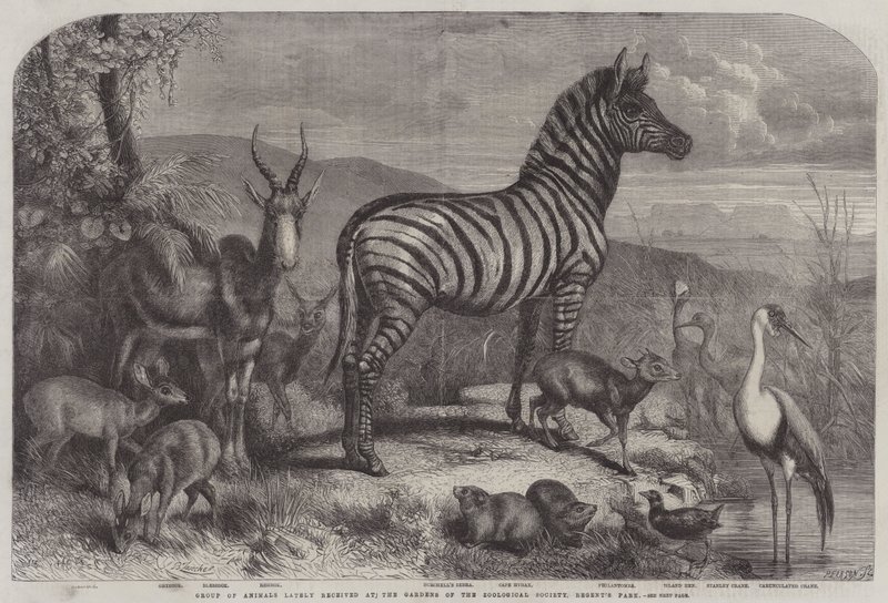 Grupp av djur nyligen mottogs på Gardens of the Zoological Society, Regent