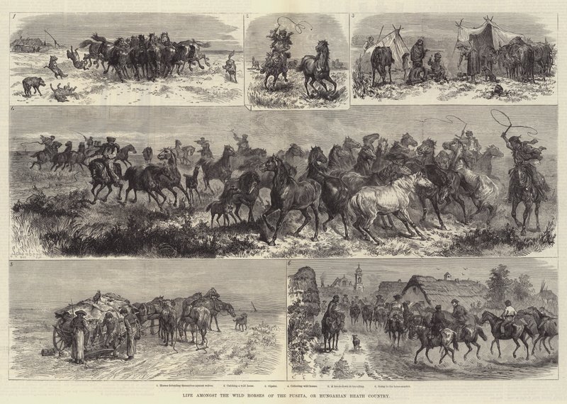 Livet bland de vilda hästarna i Puszta, eller ungerska hedekontoret av Johann Nepomuk Schonberg