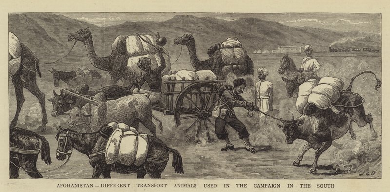 Afghanistan, olika transportdjur som används i kampanjen i söder av John Charles Dollman