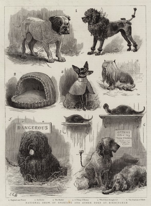 National Show of Sporting and other Dogs i Birmingham av John Charles Dollman