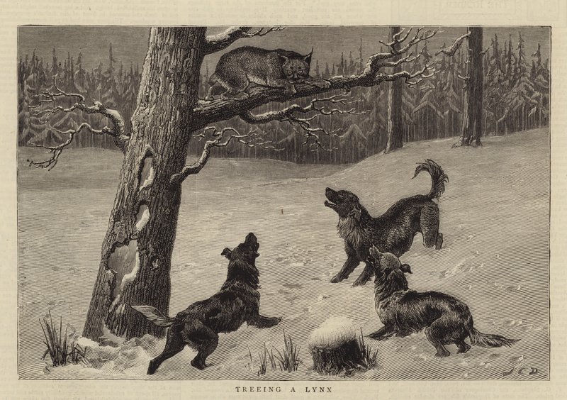 Trädfällning av en lodjur av John Charles Dollman