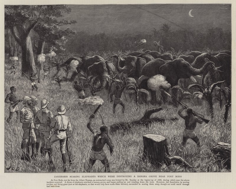 Zanzibarer skrämmer elefanter som förstörde en bananlund nära Fort Bodo av John Charles Dollman