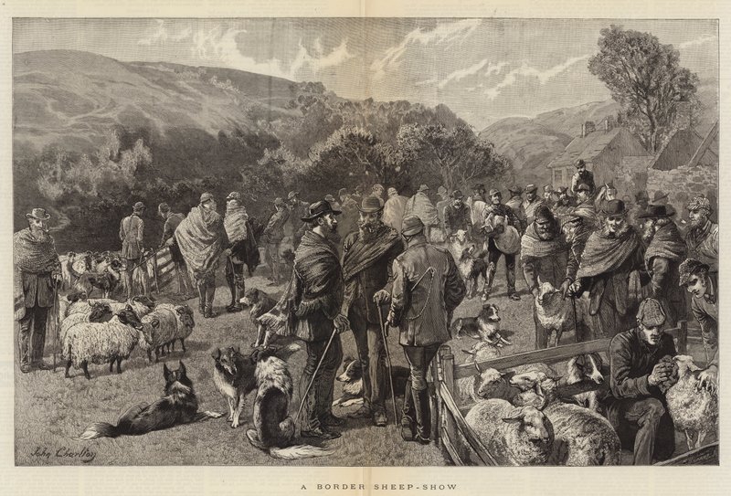En Border Sheep-show av John Charlton