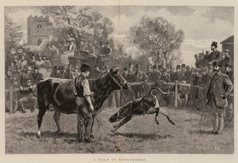 Försäljning av shorthorns av John Charlton