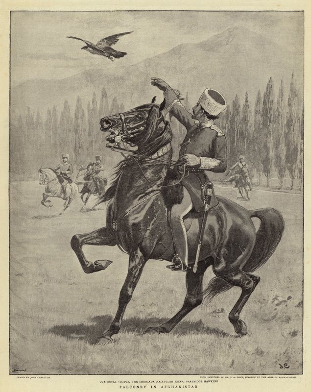 Falkbruk i Afghanistan av John Charlton