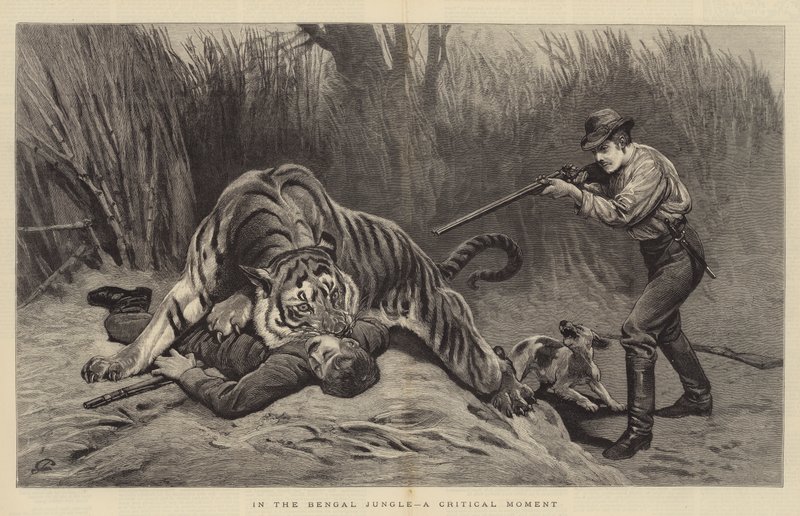 I den bengaliska djungeln, ett kritiskt ögonblick av John Charlton