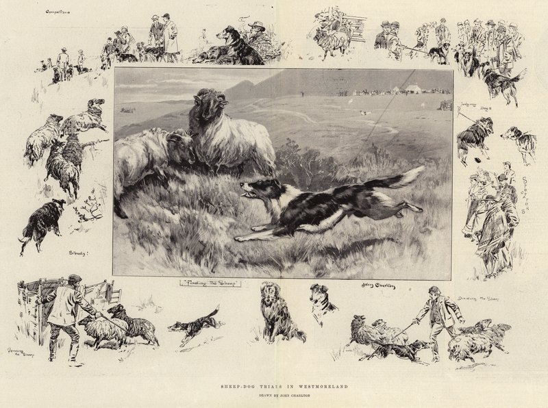 Fårhundsförsök i Westmoreland av John Charlton