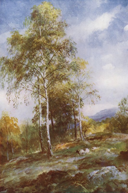 Silverbjörkar (färg litho) av John (after) MacWhirter