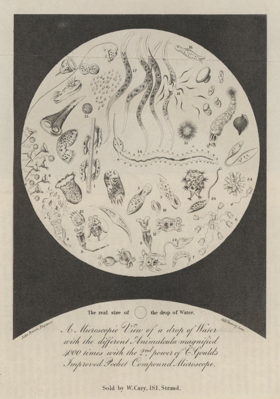 A Microscopic View of a drop of Water  av John Bacon