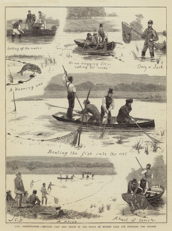 Fiskkonservering, nätkarp och sutare i Ponds of Bushey Park för utsättning av Themsen av John Charles Dollman