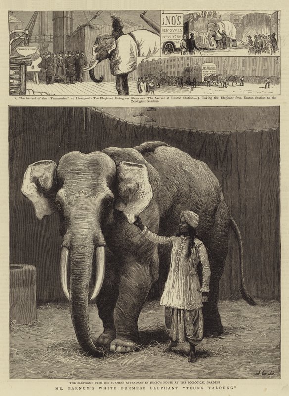 Mr Barnums vita burmesiska elefant Toung Taloung av John Charles Dollman