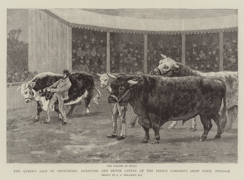 Drottningens försäljning av Shorthorn, Hereford och Devon Cattle på Prince Consort
