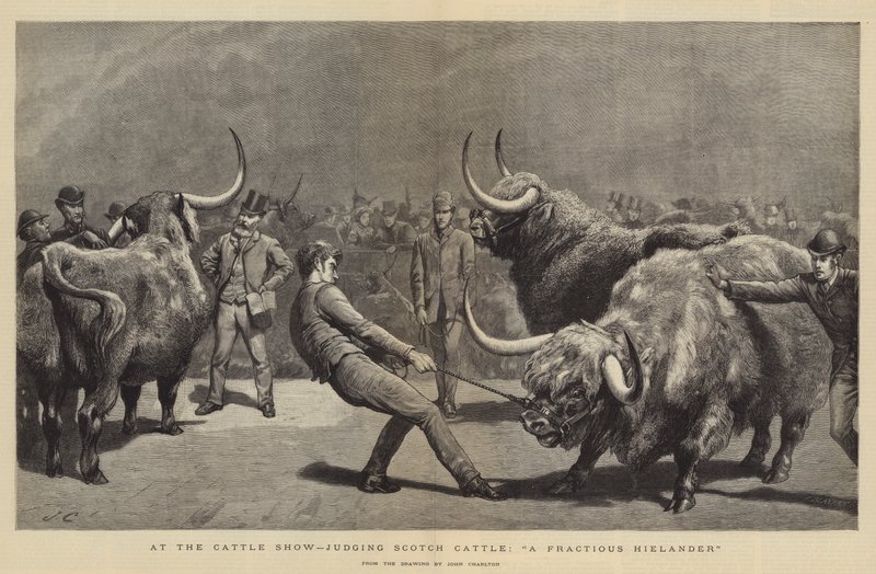 På Cattle Show, dömande Scotch Cattle, A Fractious Hielander av John Charlton