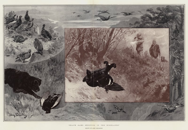 Black Game Shooting in the Highlands av John Charlton
