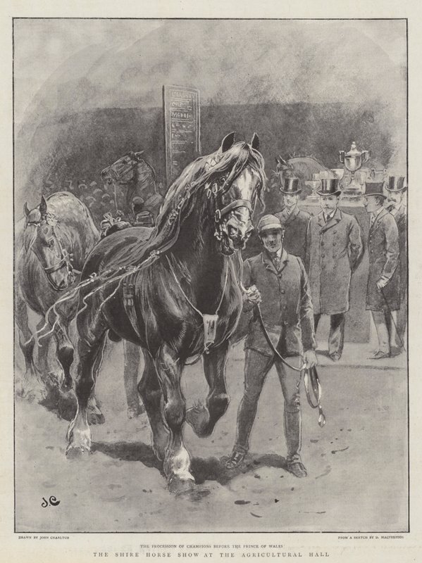 Shire Horse Show på Lantbrukshallen av John Charlton