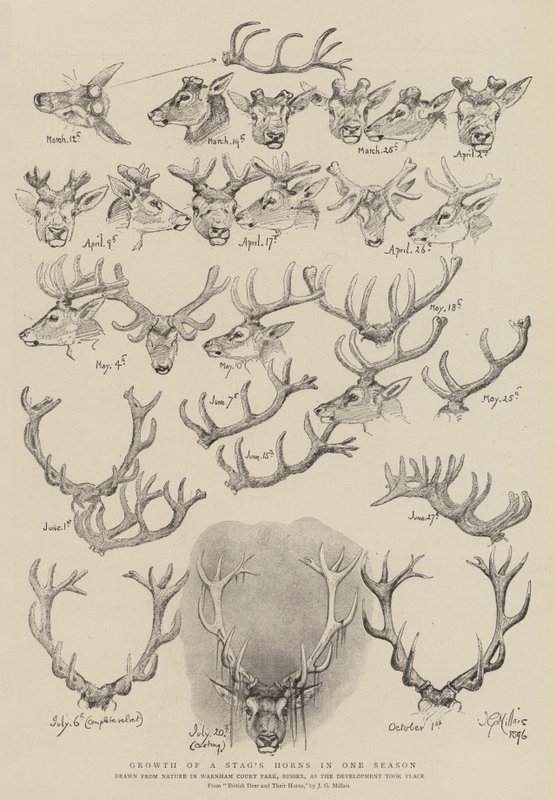 Tillväxt av en hjorthorn på en säsong av John Everett Millais