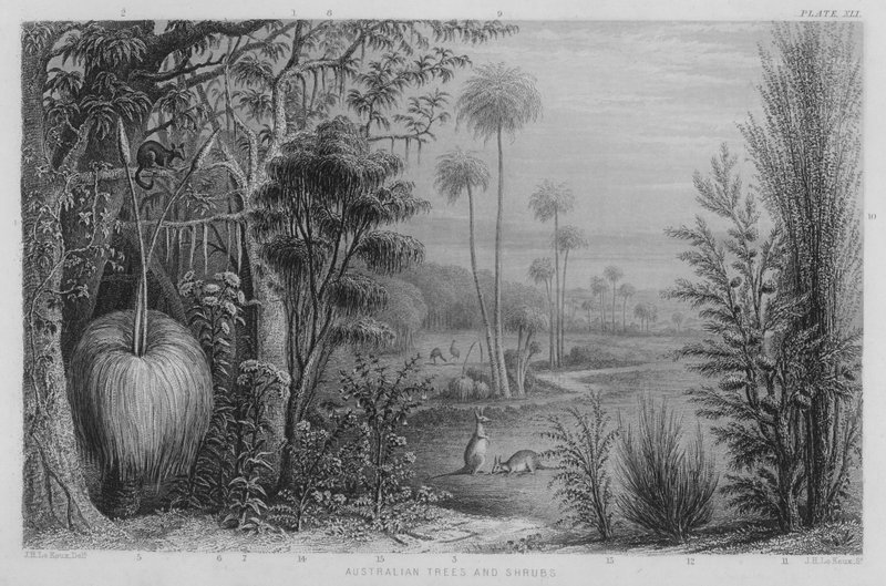 Australiska träd och buskar (färgad gravyr) av John Le Keux