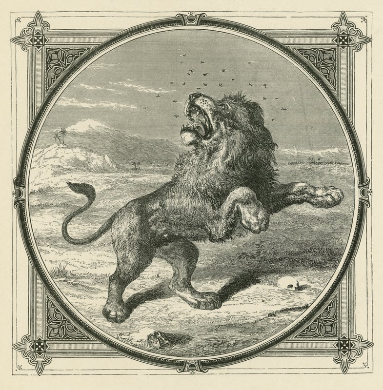 Muggan sticker lejonets ögon (gravyr) av John Leighton