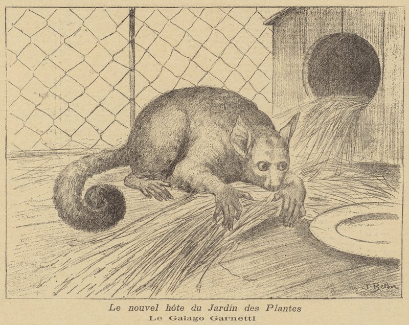 Garnetts Galago, ny invånare i Jardin des Plantes av Jose Belon