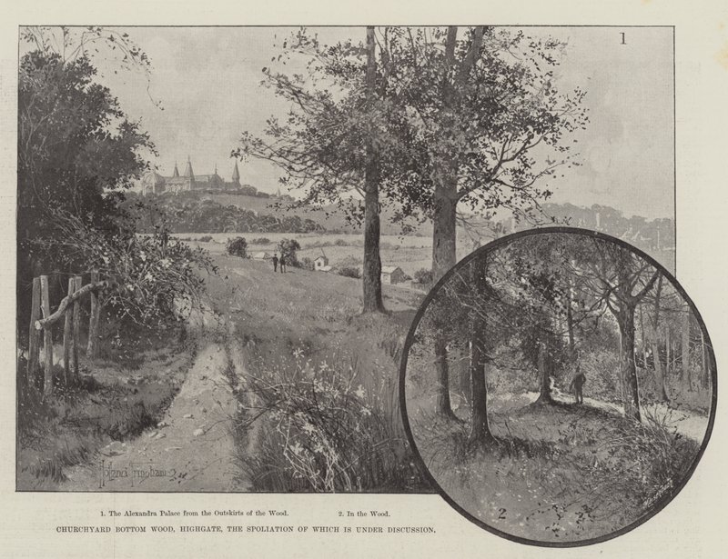 Churchyard Bottom Wood, Highgate, vars spoliering är under diskussion av Joseph Holland Tringham