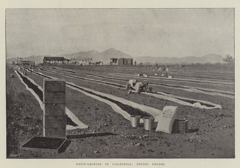 Fruktodling i Kalifornien, torkning av katrinplommon av Joseph Holland Tringham