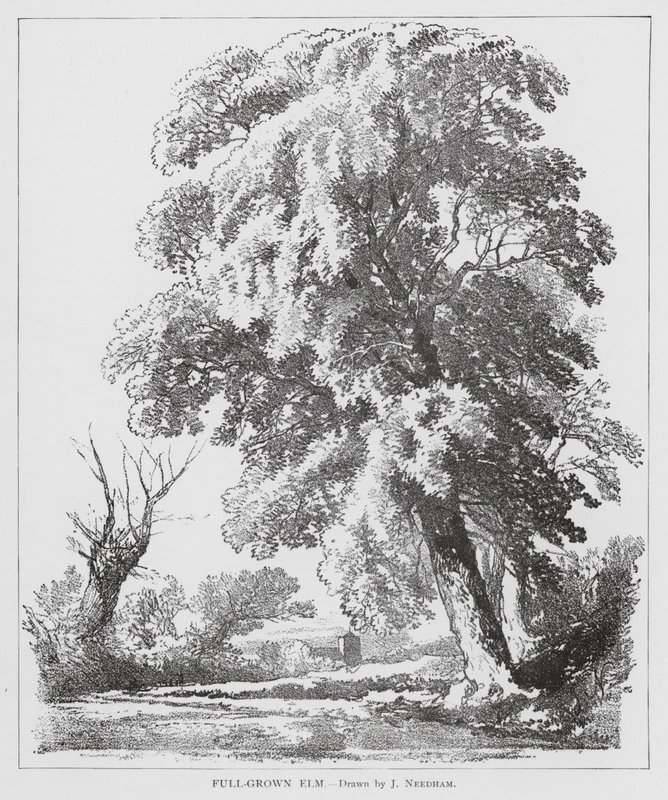 Fullvuxen alm (litho) av Joseph Needham