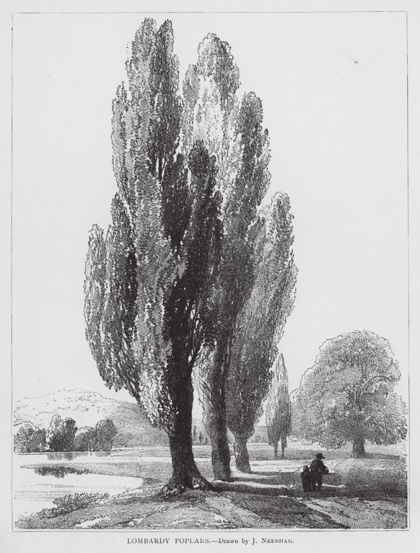 Lombardiska popplar (litho) av Joseph Needham